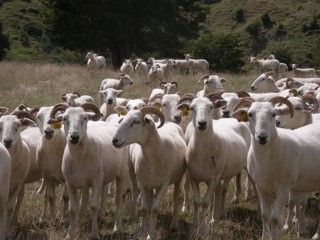 Wiltshire Horn Starter Flocks
