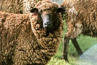 Arapawa Ewes